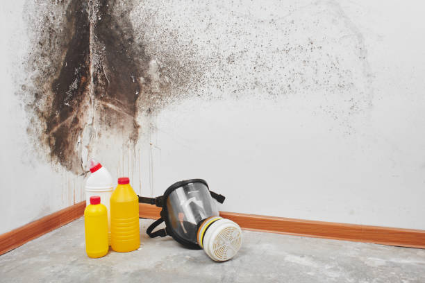 Best Mold Testing  in Hagerman, ID