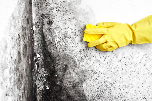Best Black Mold Removal  in Hagerman, ID