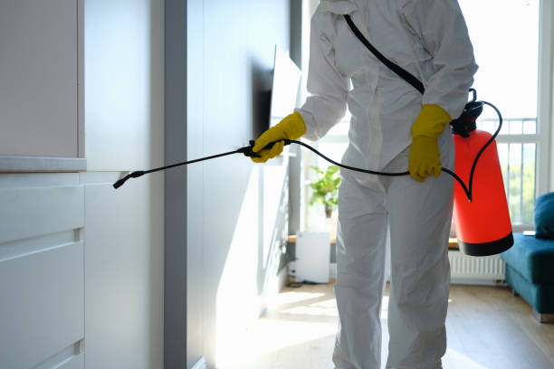 Best Attic Mold Removal  in Hagerman, ID