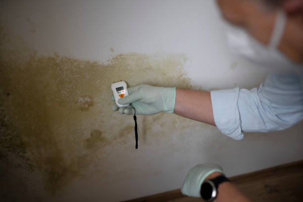 Best Crawl Space Mold Removal  in Hagerman, ID