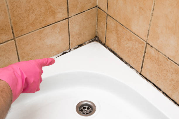 Professional Mold Removal in Hagerman, ID